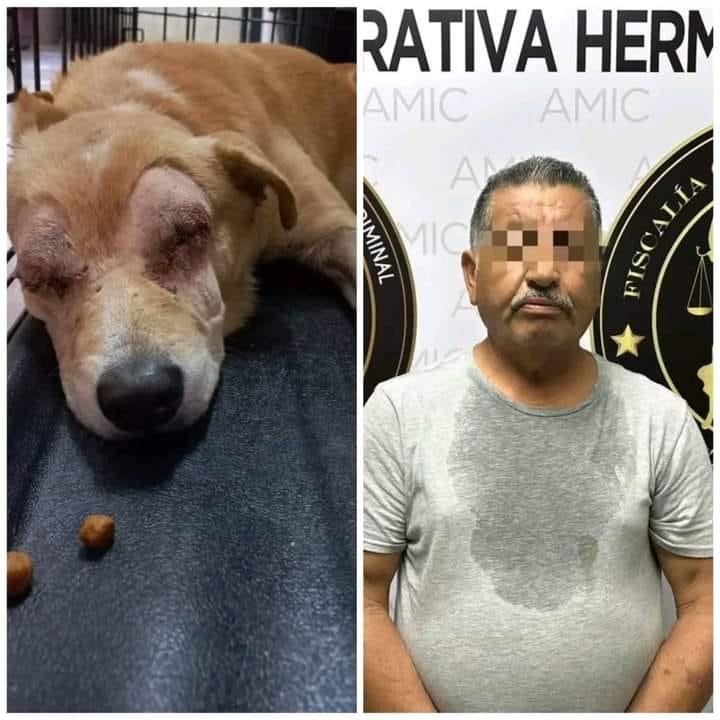 Capturan a hombre por sacarle los ojos a un perro